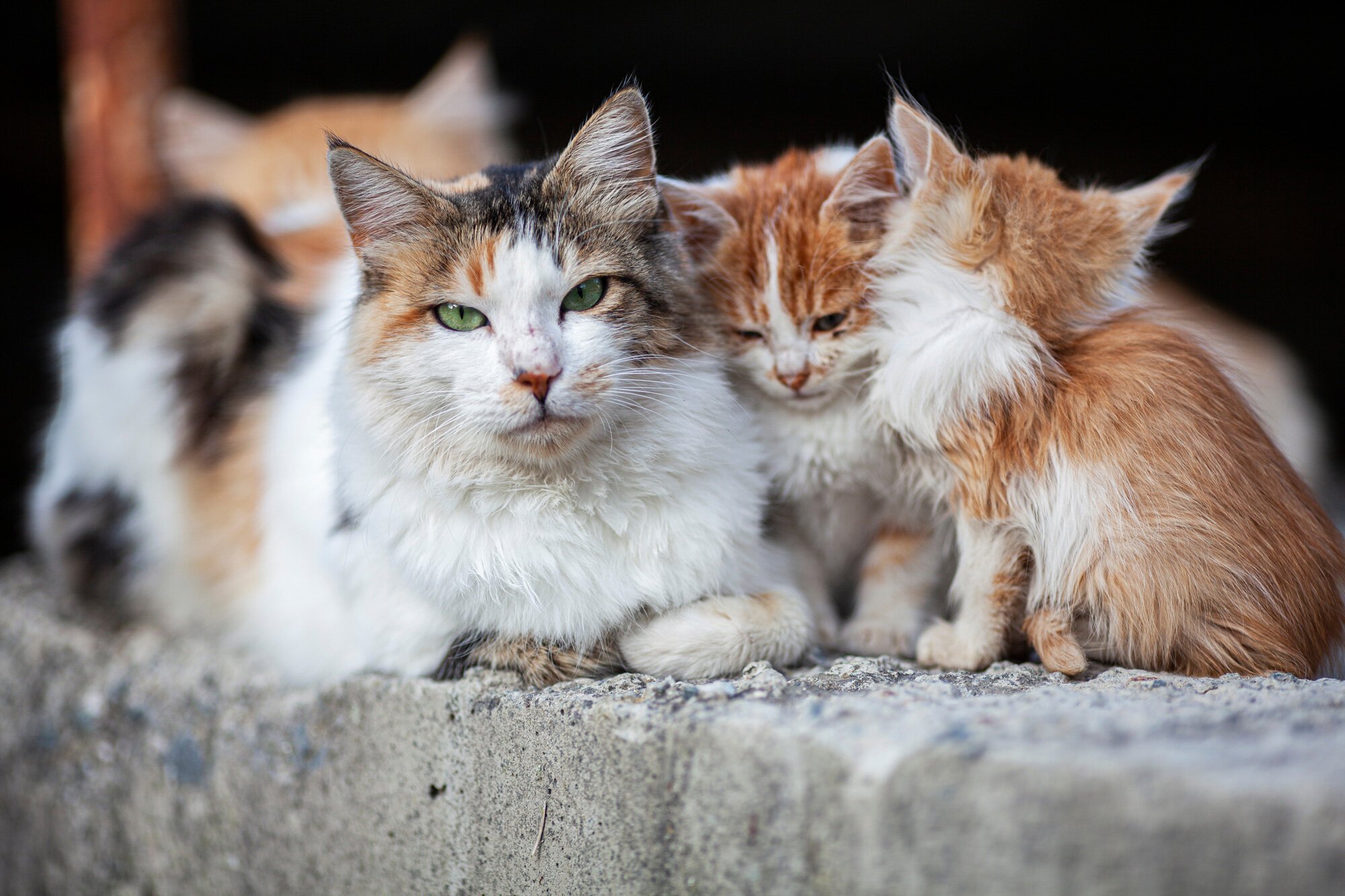 Is it necessary to deworm a stray cat?