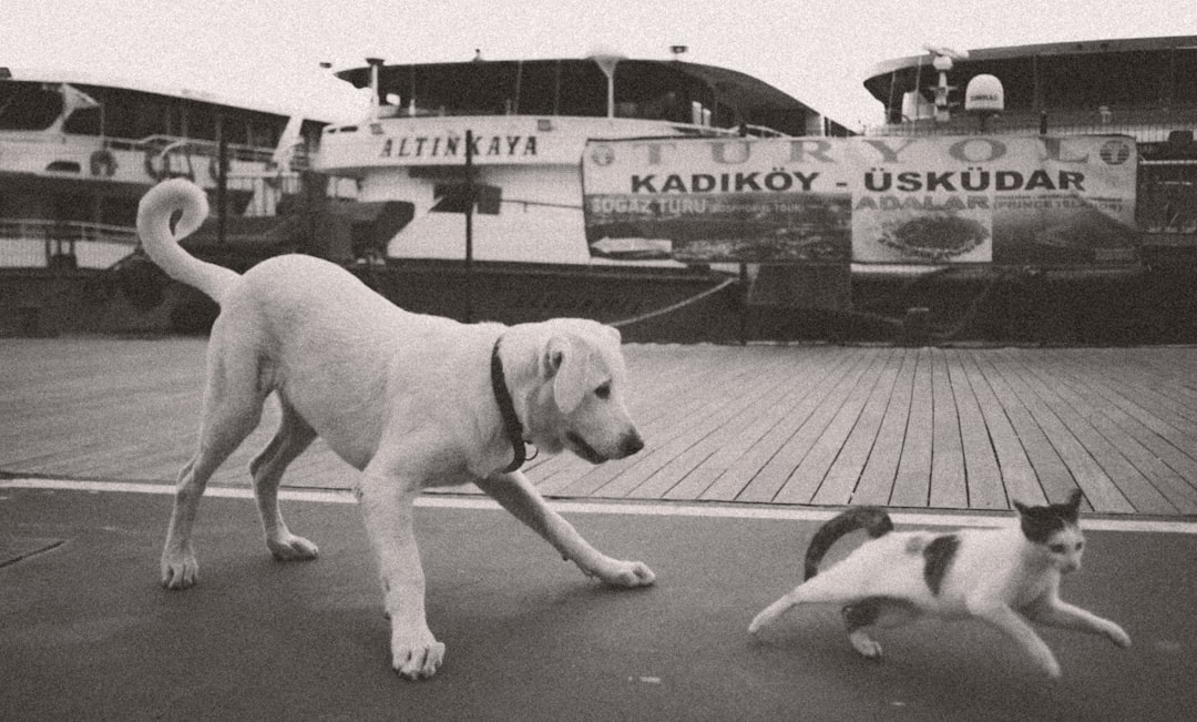 Can cats and dogs be good friends?