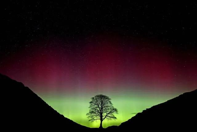 Sycamore Gap Trunk: Art or Exploitation? 🌳
