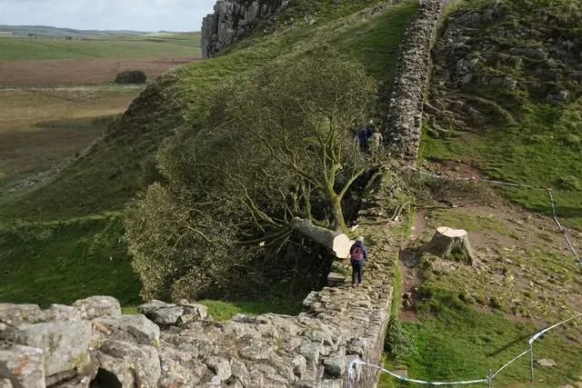Sycamore Gap Trunk: Art or Exploitation? 🌳
