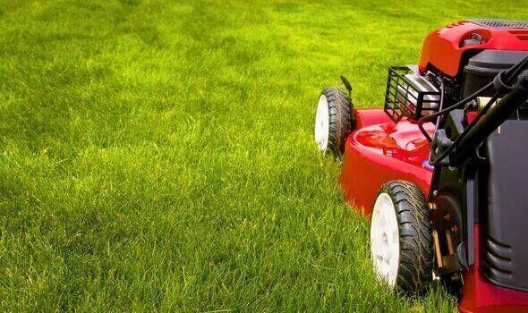 The Secret to Greener Lawns? Chicken Poop!