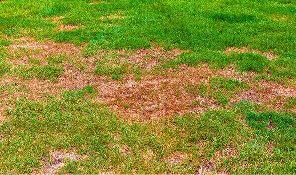 The Secret to Greener Lawns? Chicken Poop!