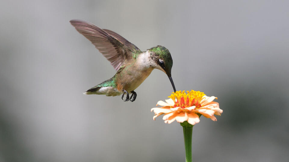 Hummingbird Magnet Plants You Need