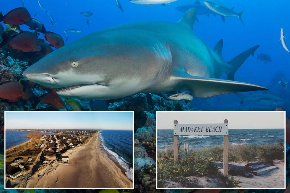 Shark Bites Back: Fisherman’s Wild Encounter