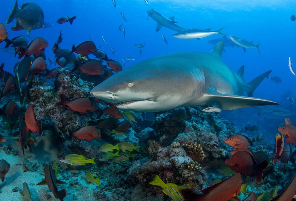 Shark Bites Back: Fisherman’s Wild Encounter