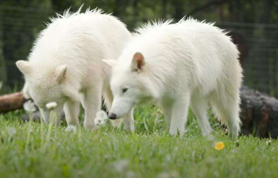 Dire Wolves Are Back—And Growing Fast!