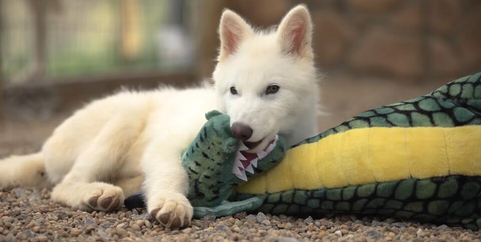 Dire Wolves Are Back—And Growing Fast!