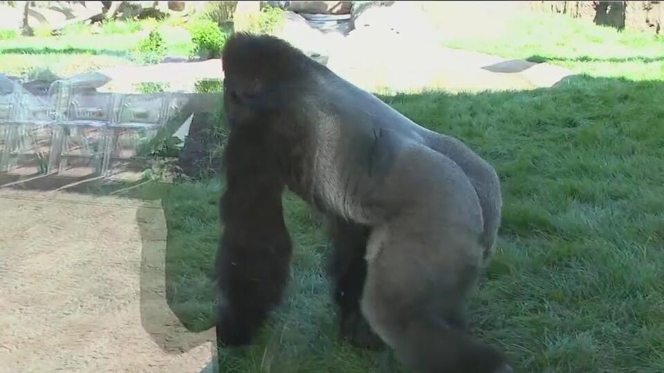 Zoo’s New Primate Pad Is Wild!