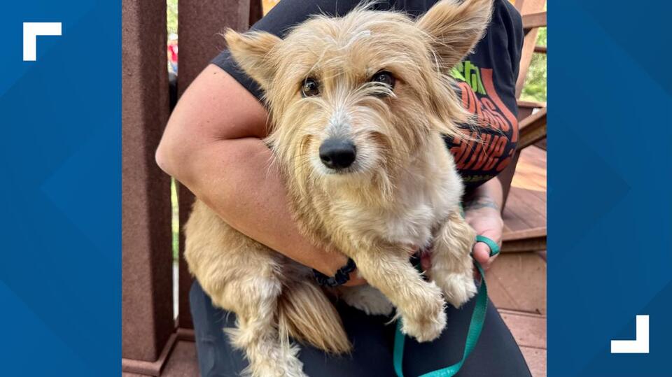 San Antonio Pets Need Flood Heroes!