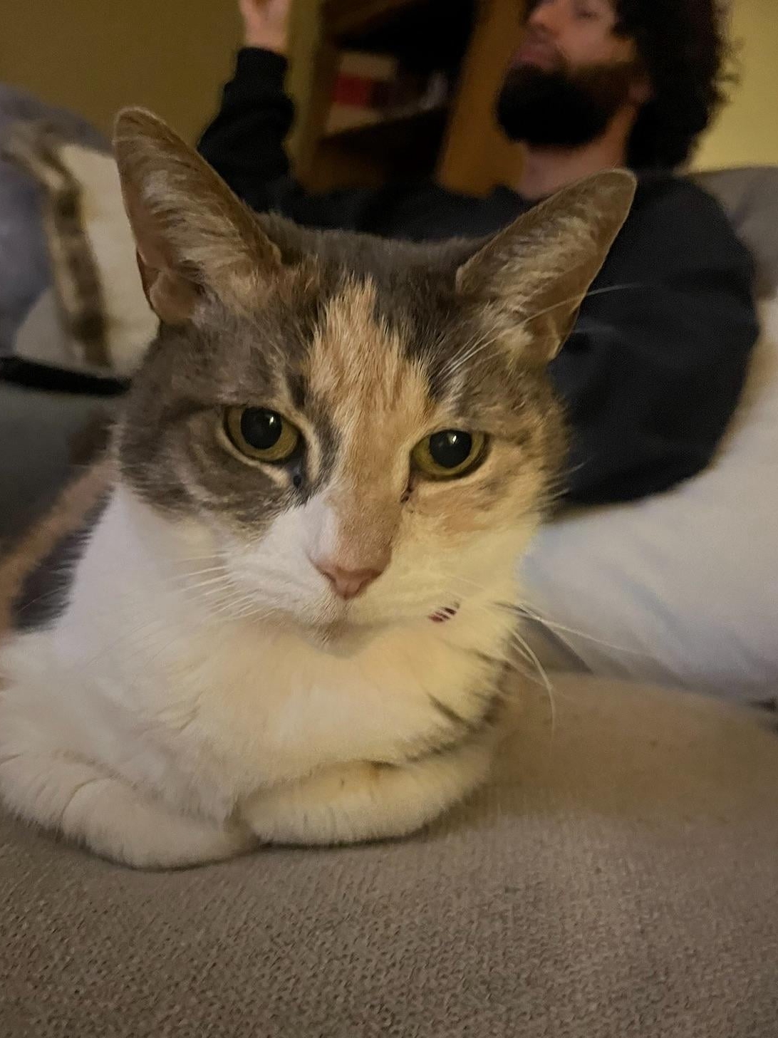 Found this old pic of my calico in my phone