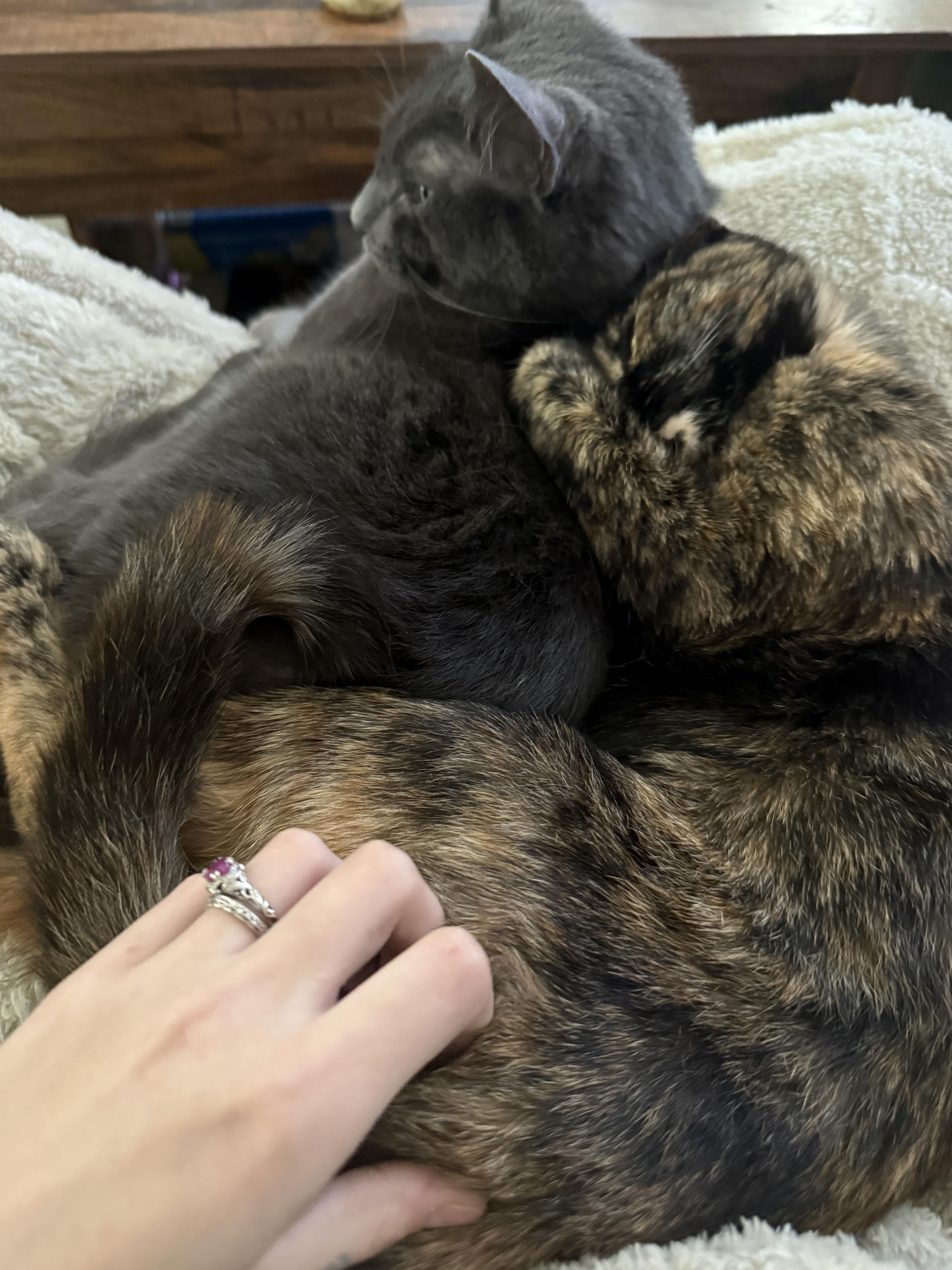 My cats' cold war officially ended today