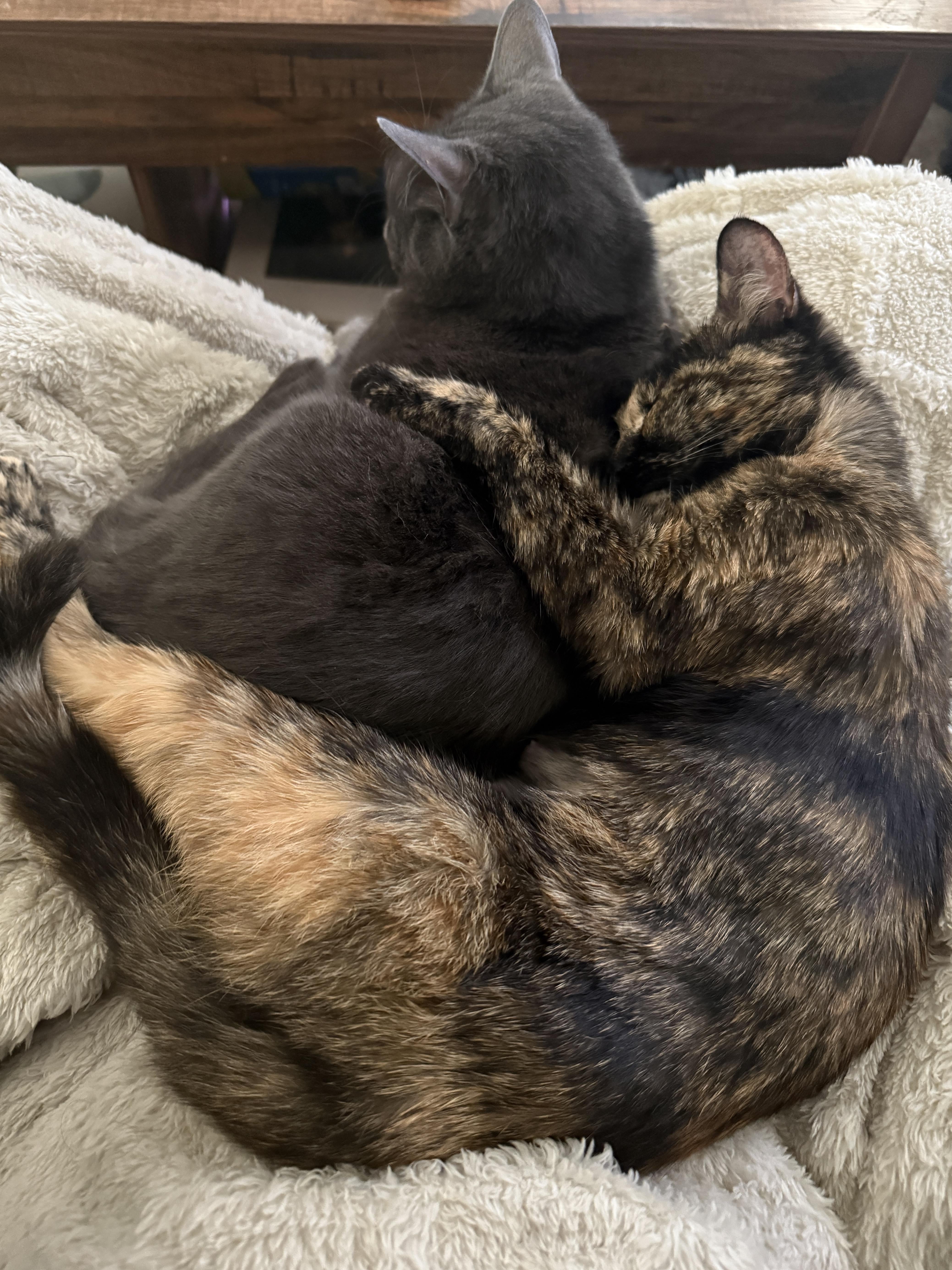 My cats' cold war officially ended today