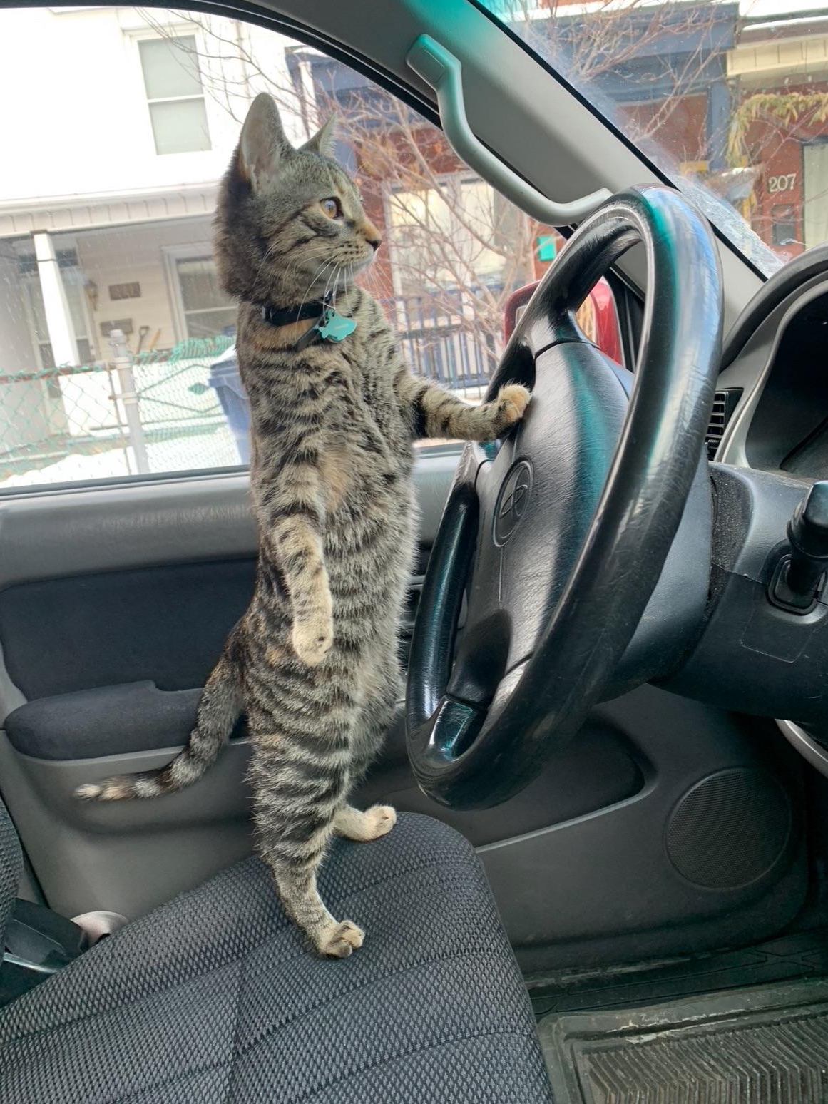 My cat got her drama license today