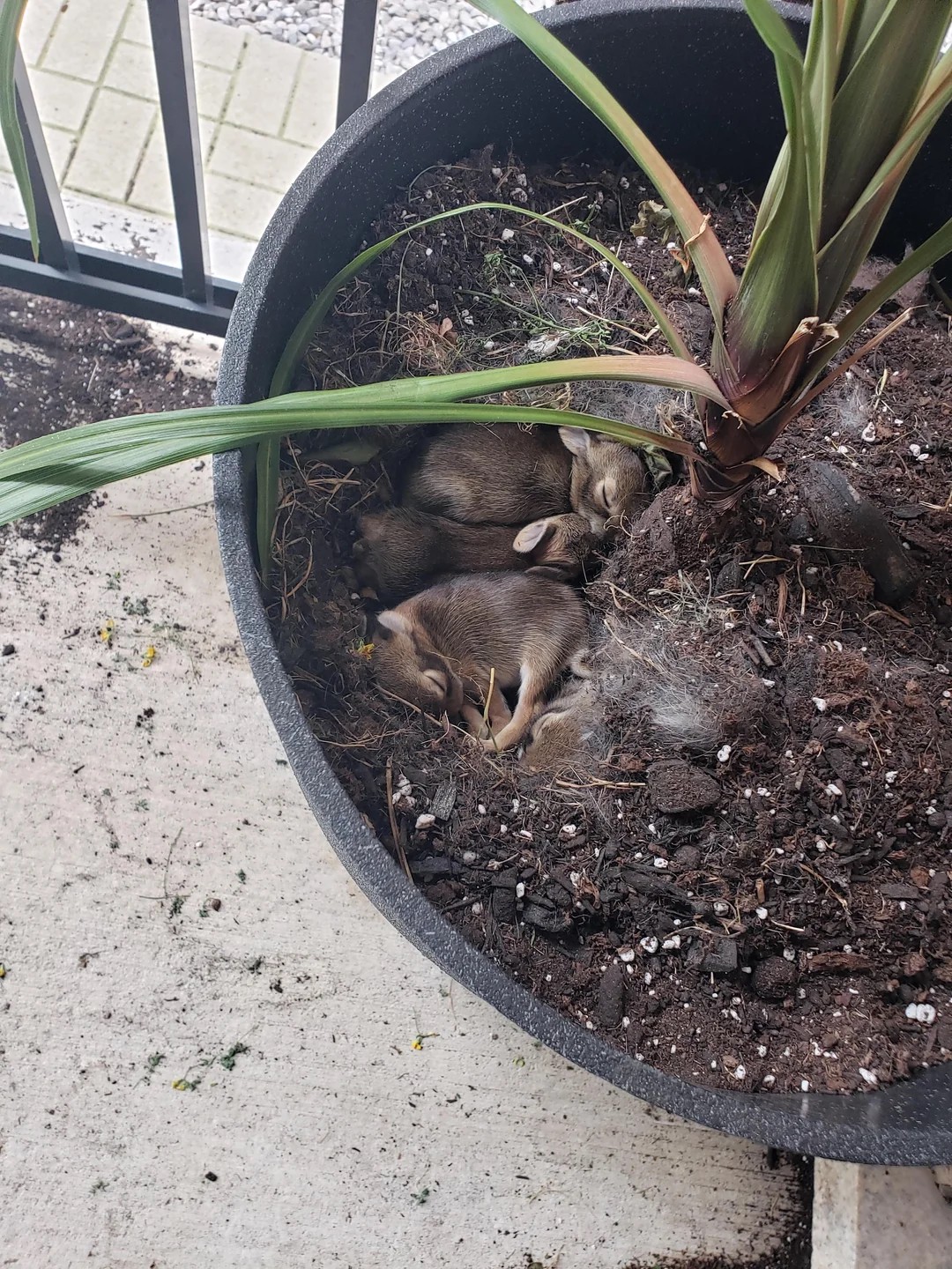 omg tiny babies in the potted plant?!