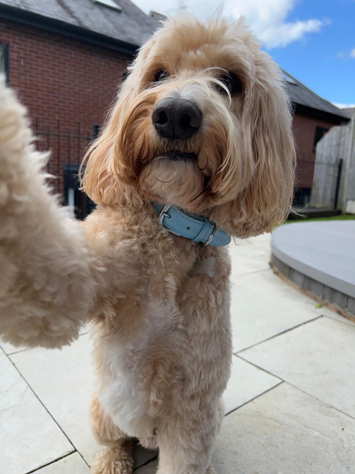 My Dog Accidentally Invented the Selfie