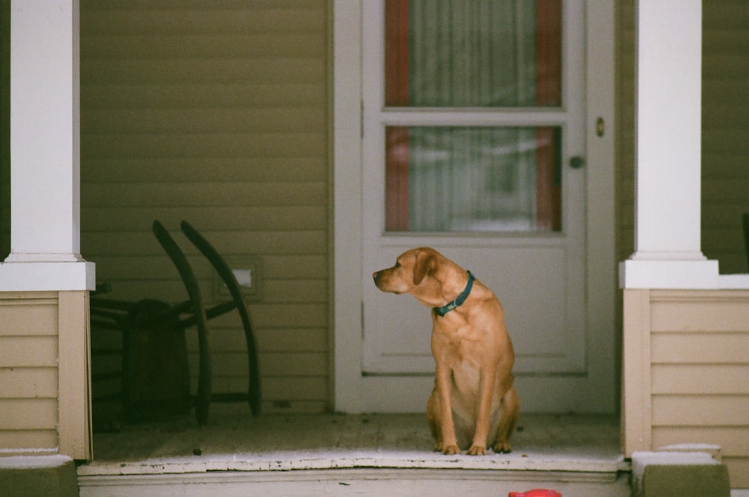 Still Waiting for My Lost Dog, 3 Years Later