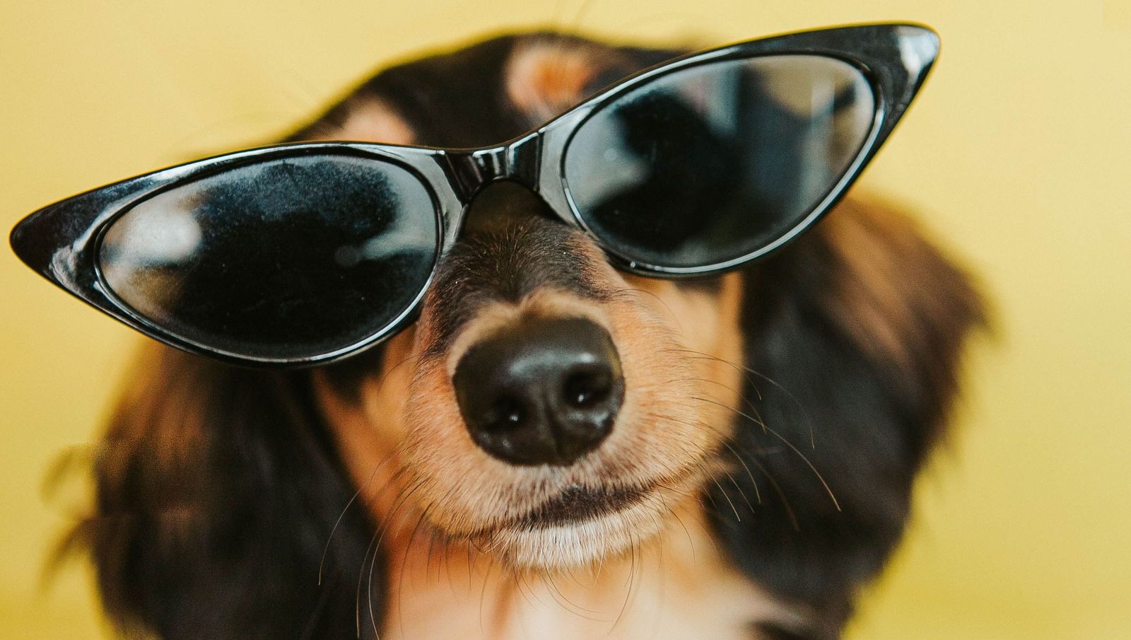 My Dog Thinks He’s Snoop Dogg