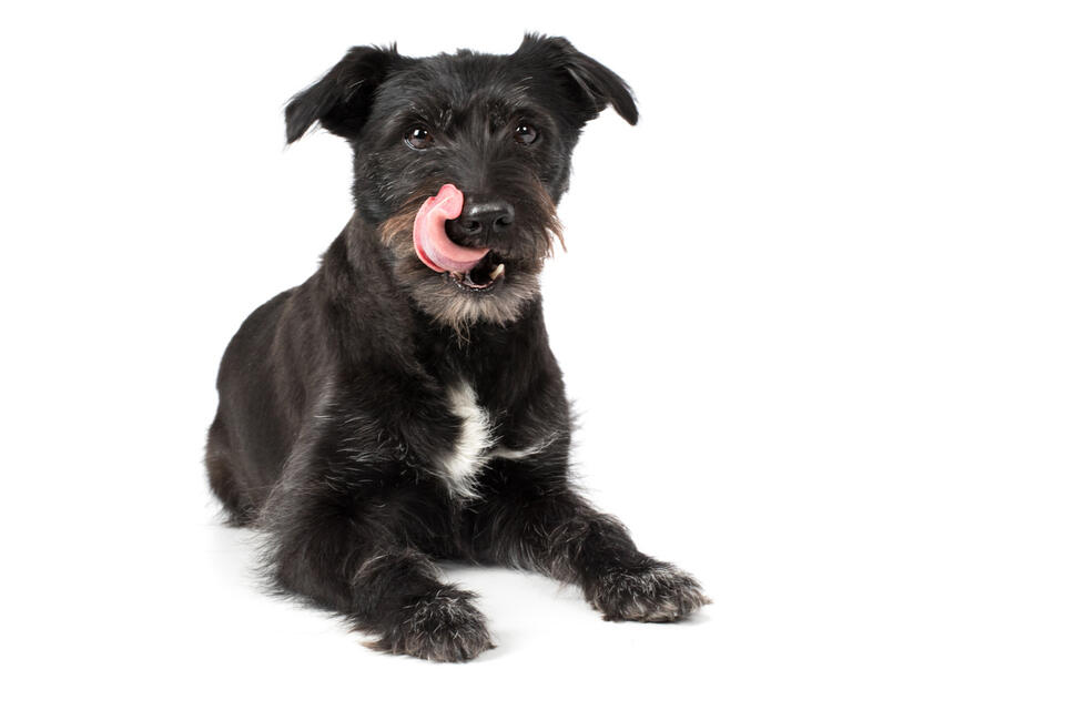 This Terrier’s Snack Standards Are Next Level