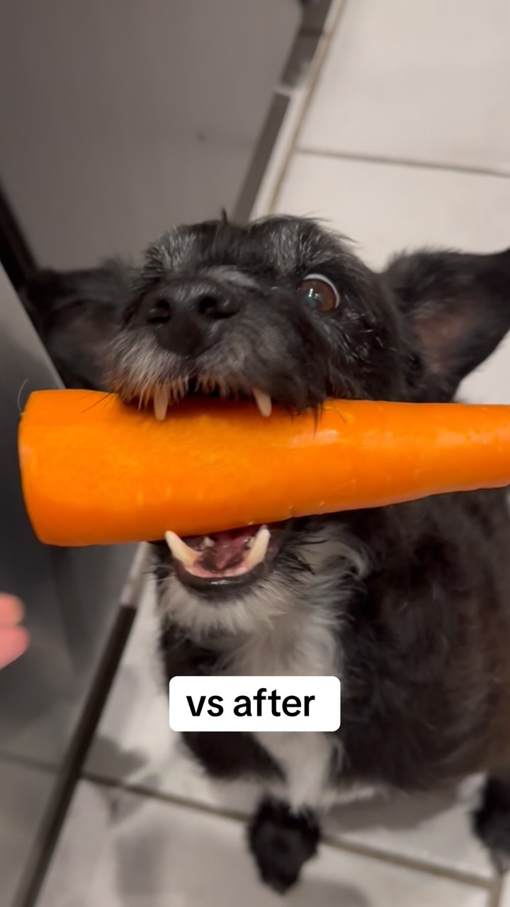 This Terrier’s Snack Standards Are Next Level