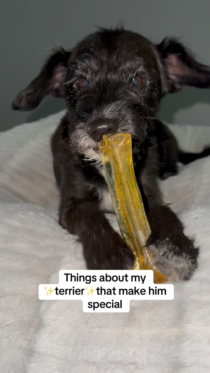 This Terrier’s Snack Standards Are Next Level