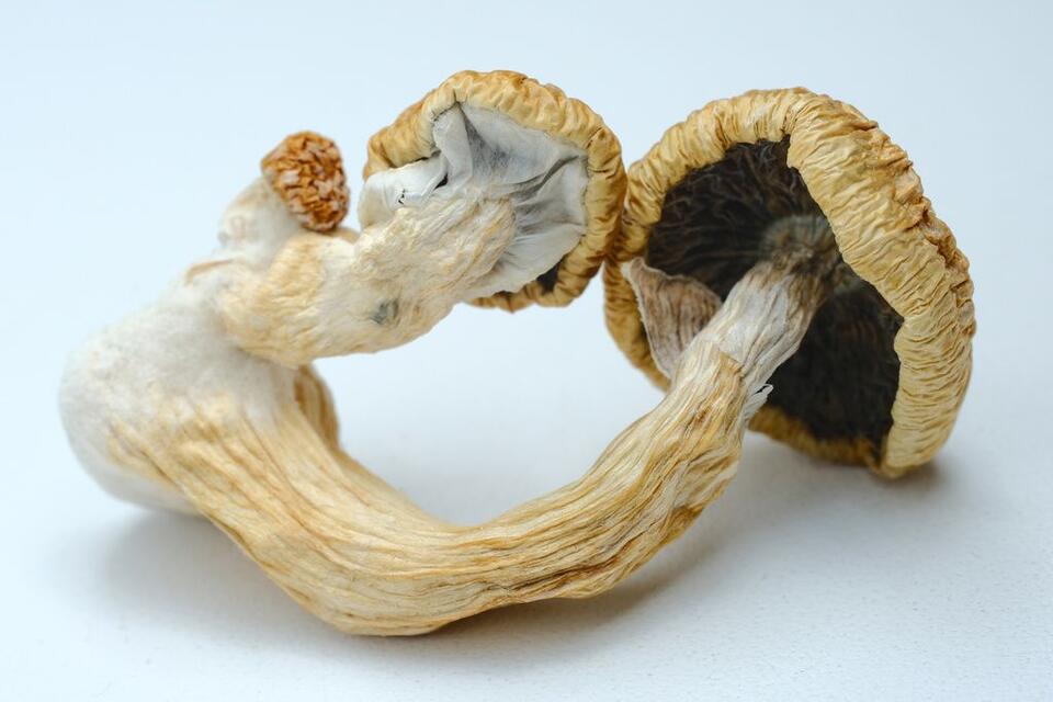 Magic Mushrooms: The Next Anti-Aging Hack?