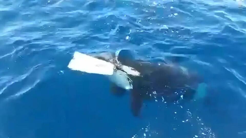 Orcas Are Leveling Up—And It’s Wild