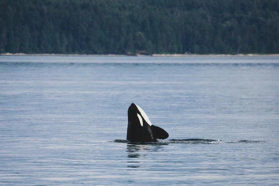 Orcas Are Leveling Up—And It’s Wild