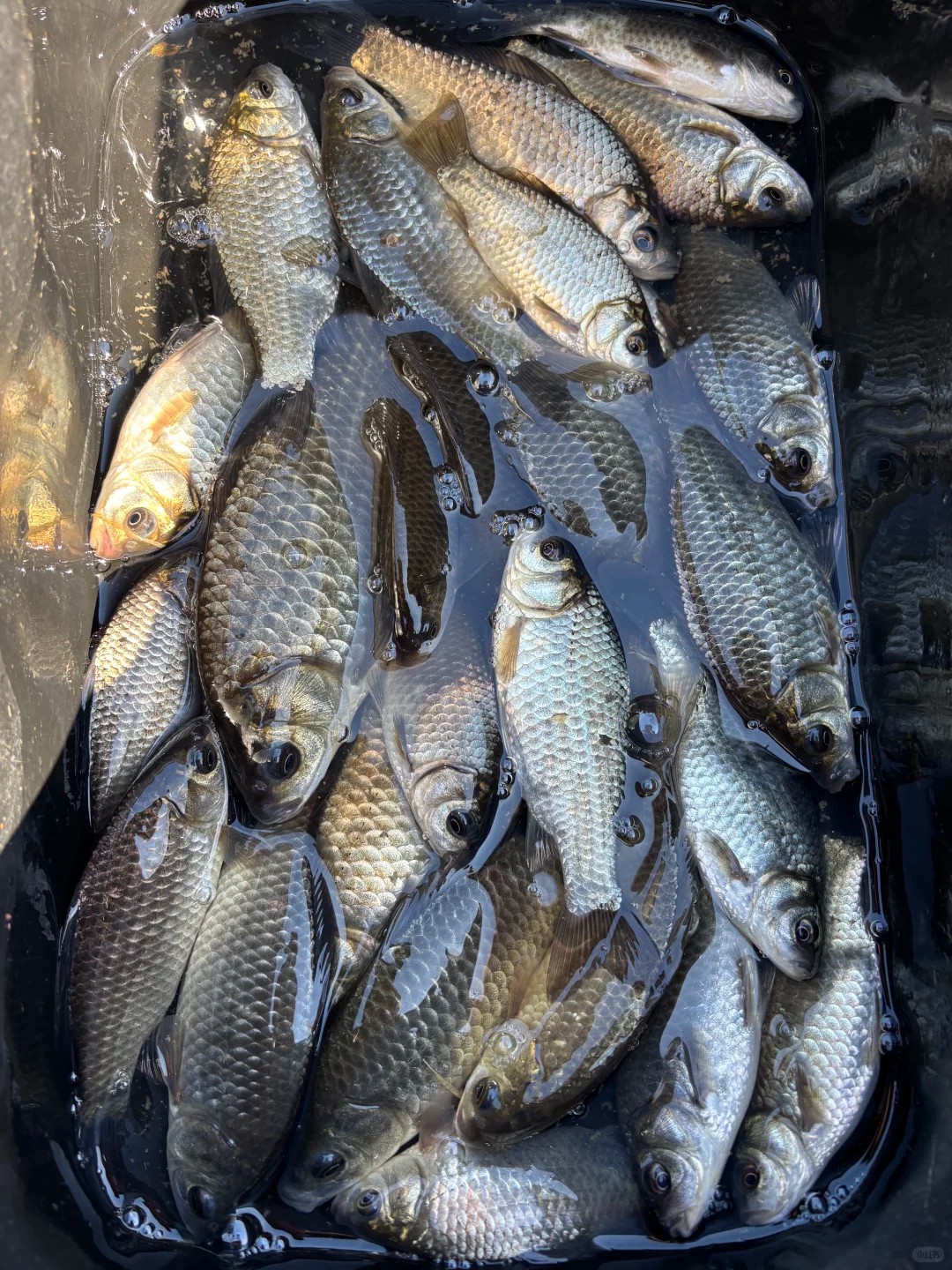 Big catch day - what do you do with excess fish? 
