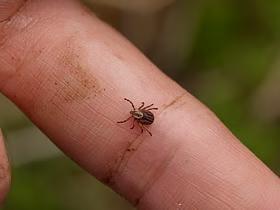Lyme Disease Follow-Up Fails?