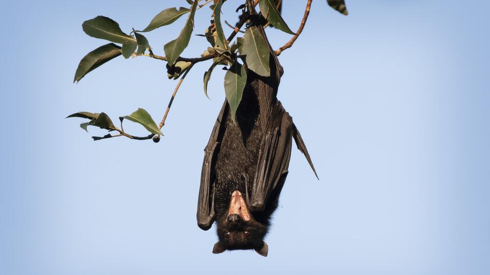 Rare Bat Virus Claims Life in Australia