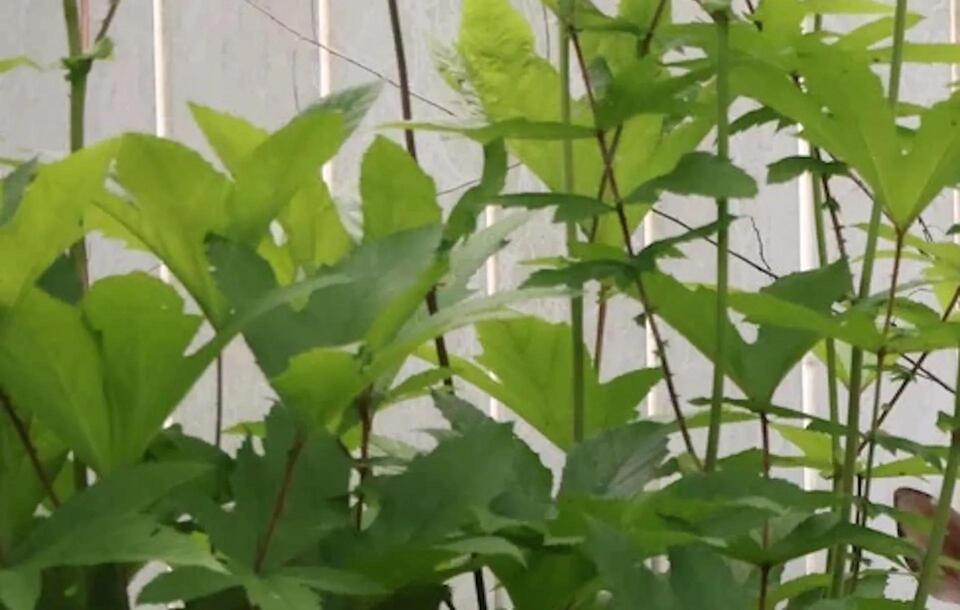Adorable Fawn Found Hiding in Backyard!