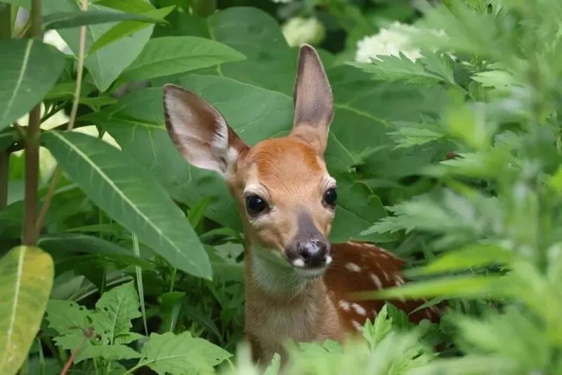Adorable Fawn Found Hiding in Backyard!