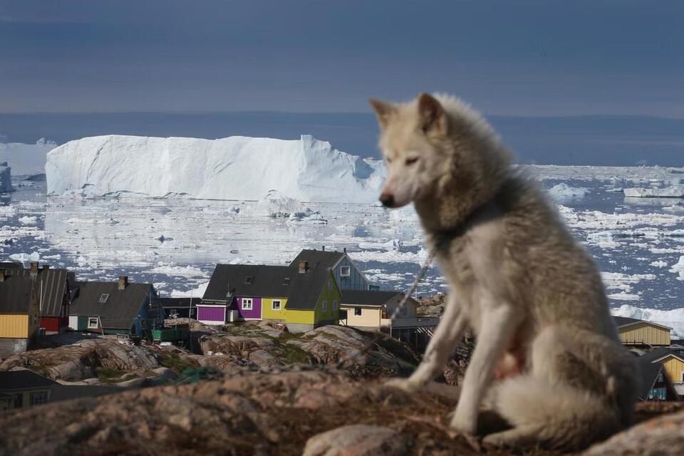 Oldest Dog Breed Found in Greenland!