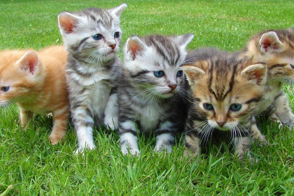 Kittens Discovered at City Ground Match!