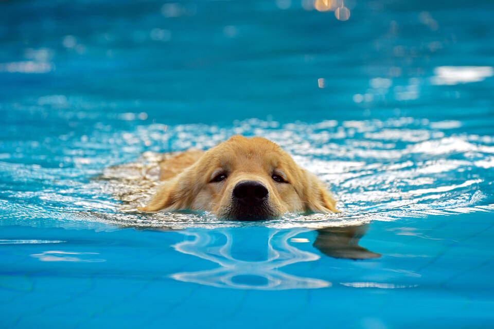 Golden Retriever Waits for Swim Permission