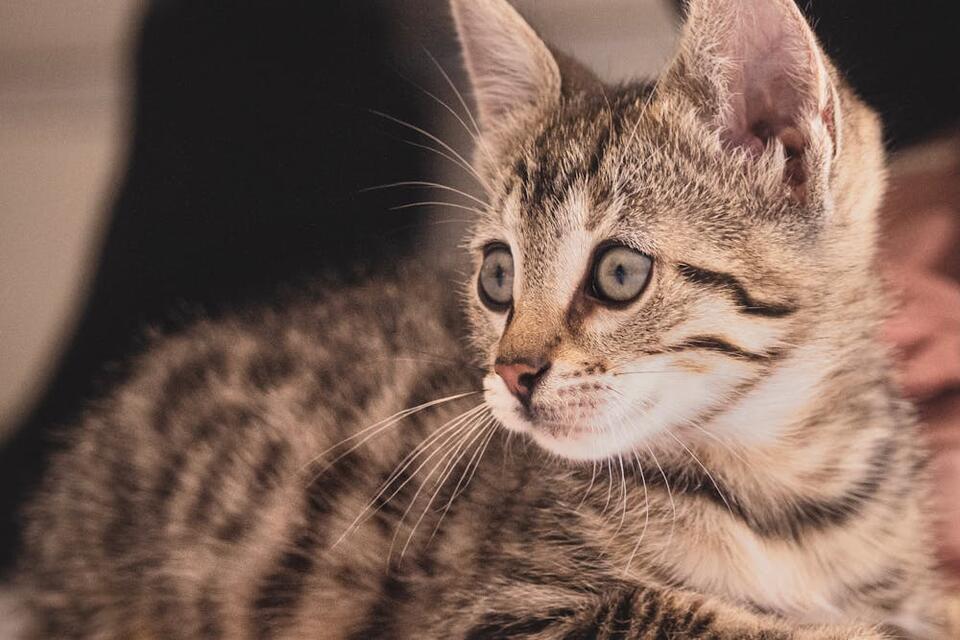 Kittens Discovered at City Ground Match!