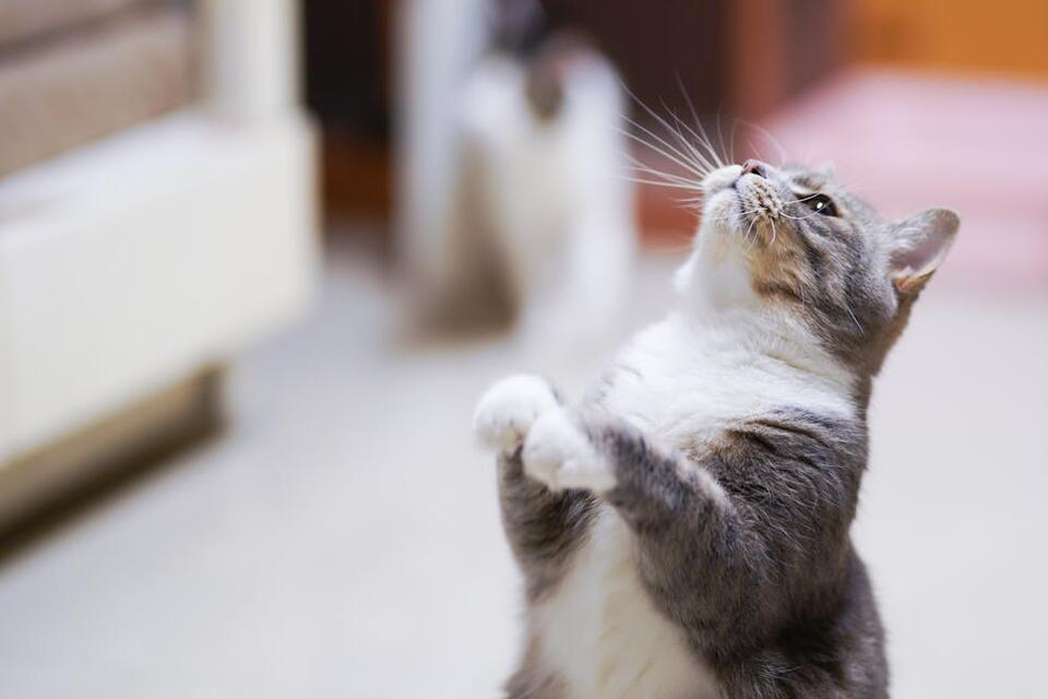 Kittens Discovered at City Ground Match!
