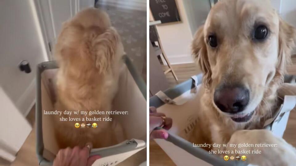 Golden Retriever’s Laundry Day Joyride