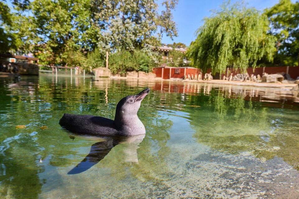 Penguin Chicks Take the Plunge!