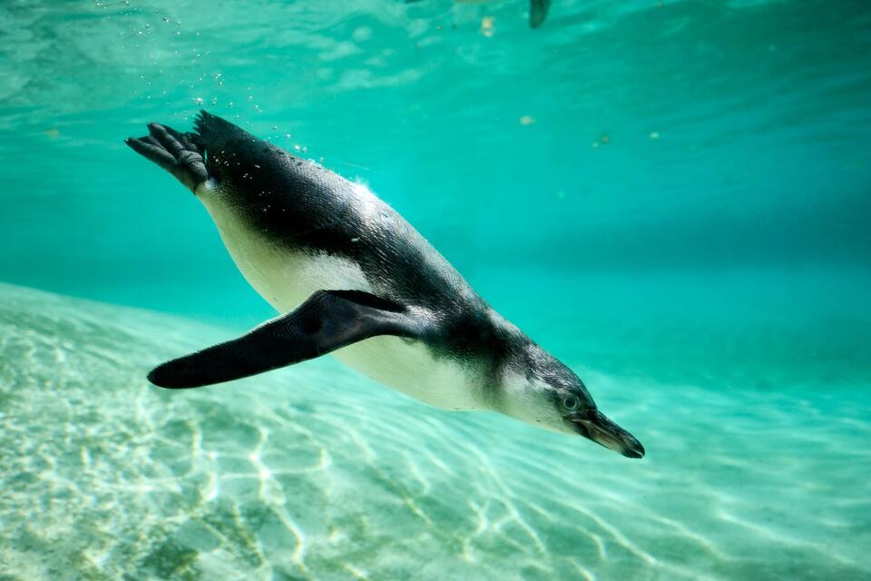 Penguin Chicks Take the Plunge!