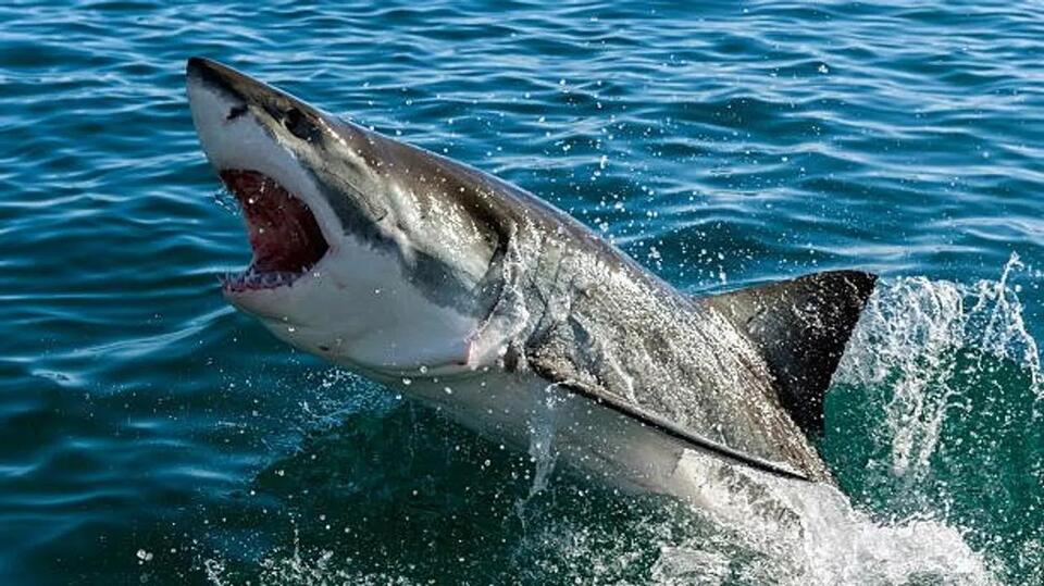 Why Great Whites Can't Survive Aquariums