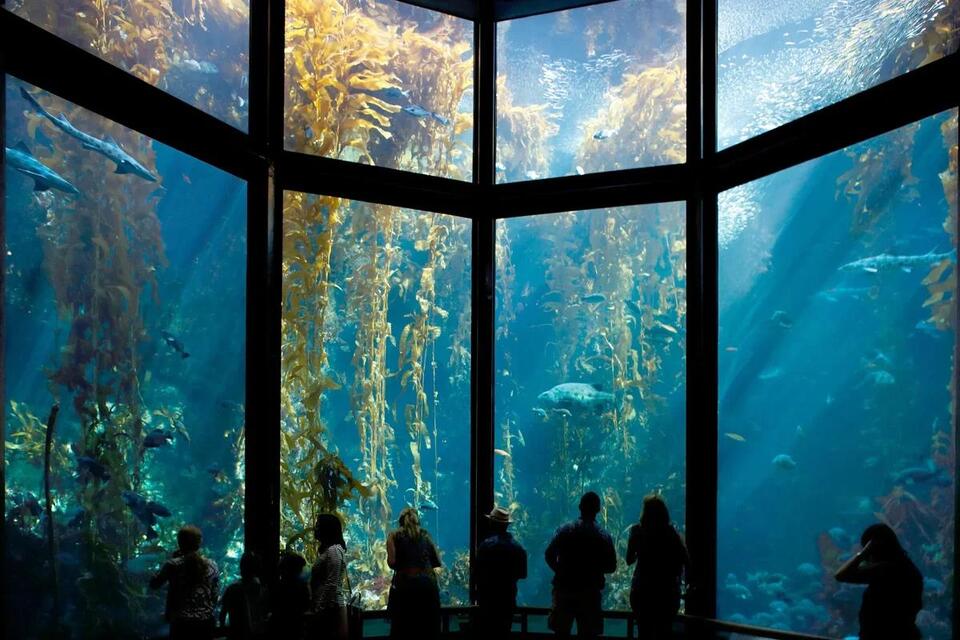 Why Great Whites Can't Survive Aquariums