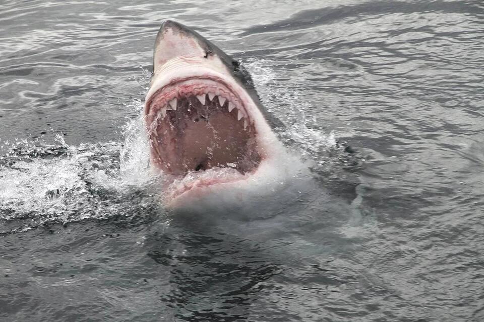 Why Great Whites Can't Survive Aquariums