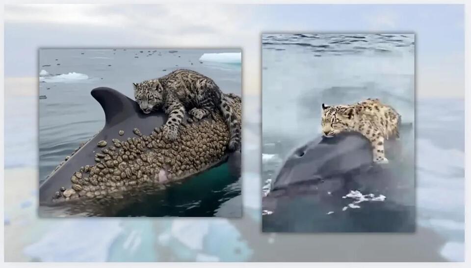 Dolphin Saves Snow Leopard? Not Quite!