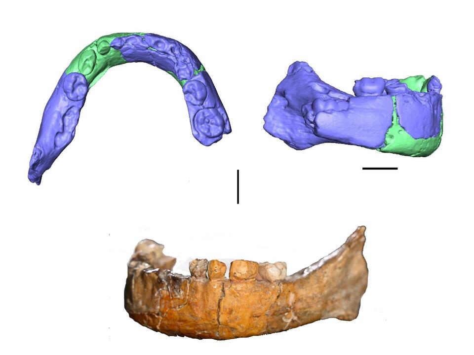Ancient Kid: Human, Neanderthal, or Both?