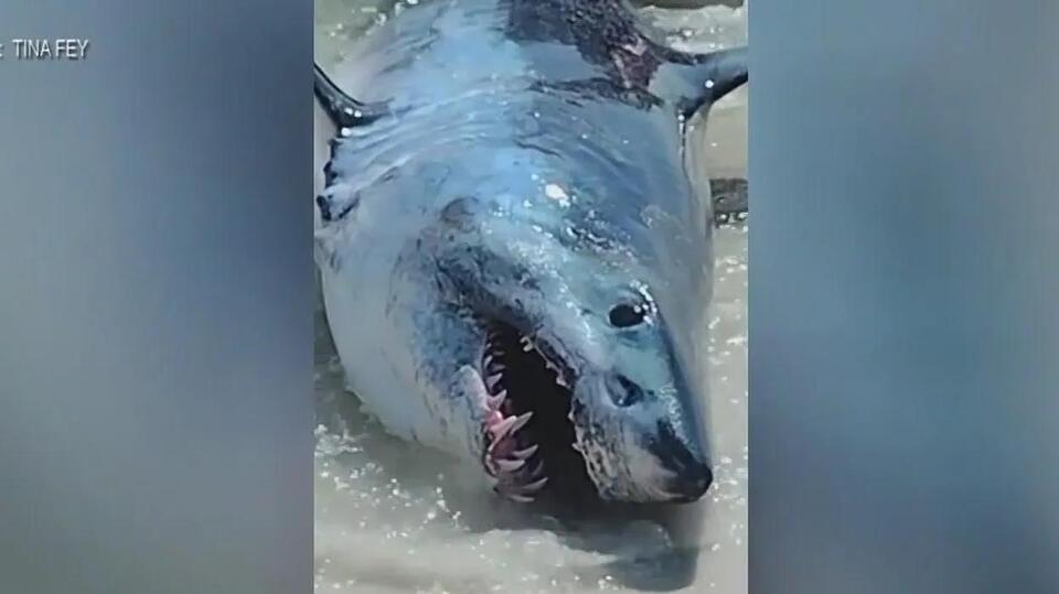 Sharks Are Diving Deeper Than Ever?!