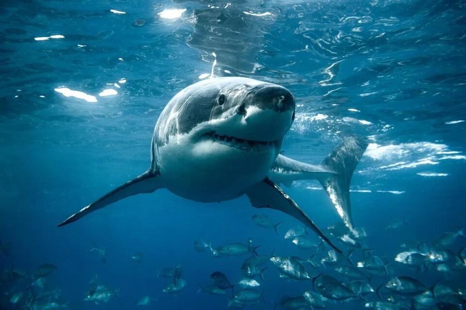 Sharks Are Diving Deeper Than Ever?!