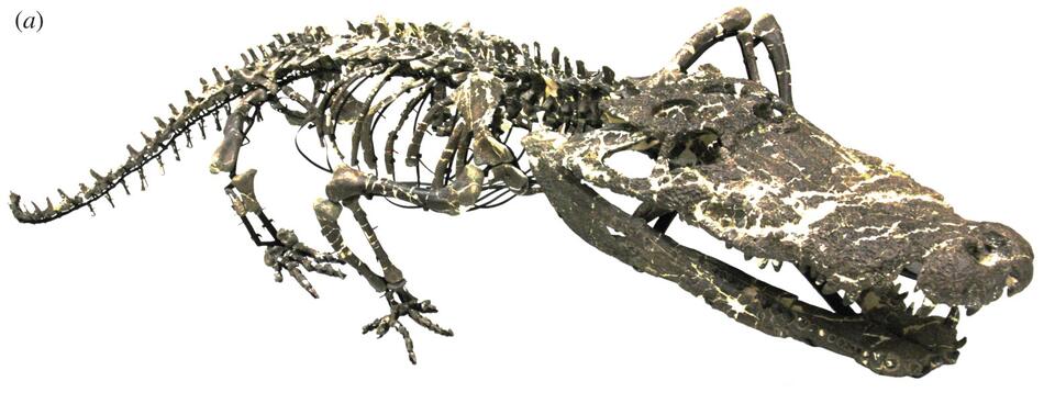 Triassic Creatures That’ll Blow Your Mind
