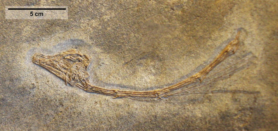 Triassic Creatures That’ll Blow Your Mind