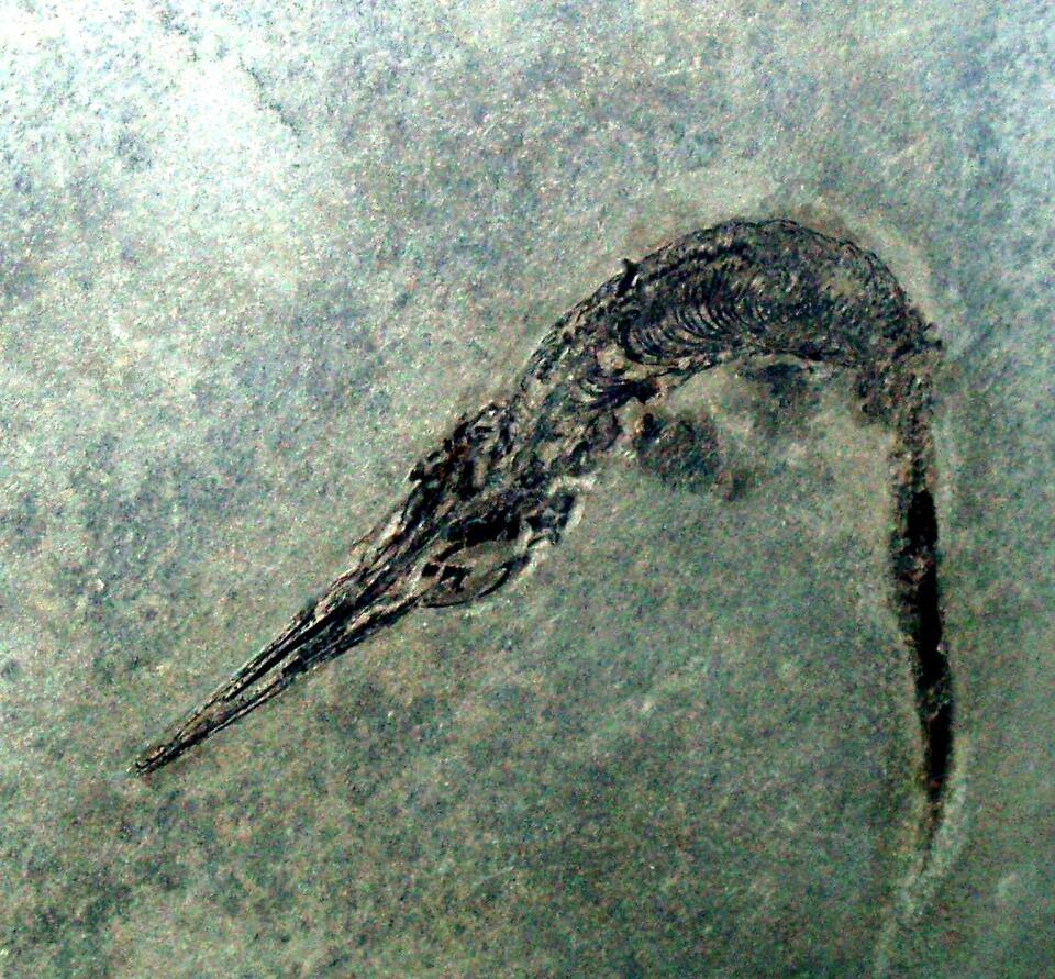 Triassic Creatures That’ll Blow Your Mind